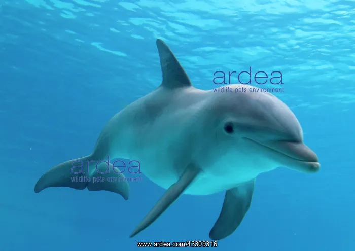 : Bottlenose dolphin - underwater : Bottlenose dolphin - underwater