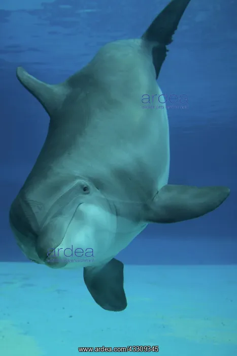 : Bottlenose Dolphin - underwater : Bottlenose Dolphin - underwater