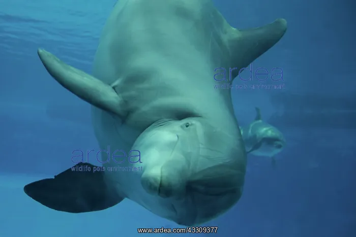 : Bottlenose Dolphin - underwater : Bottlenose Dolphin - underwater