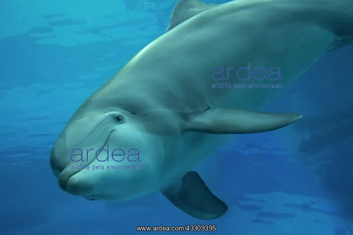 : Bottlenose Dolphin - underwater : Bottlenose Dolphin - underwater