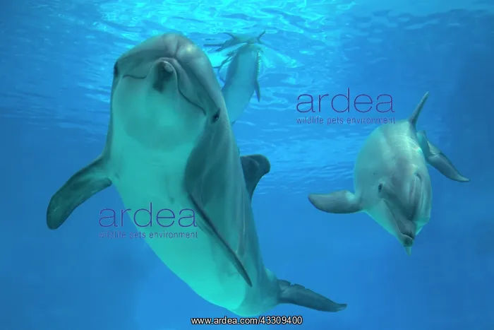 : Bottlenose Dolphin - underwater : Bottlenose Dolphin - underwater