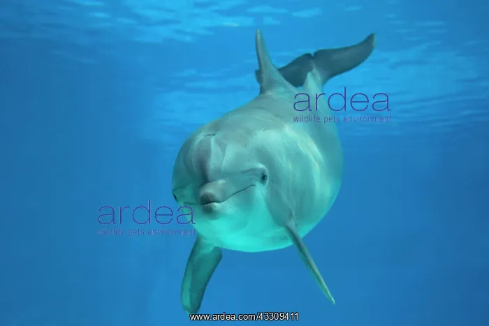: Bottlenose Dolphin - underwater : Bottlenose Dolphin - underwater