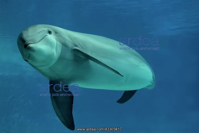 : Bottlenose Dolphin - underwater : Bottlenose Dolphin - underwater