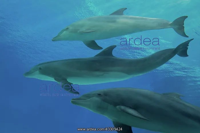 : Bottlenose Dolphin - underwater : Bottlenose Dolphin - underwater