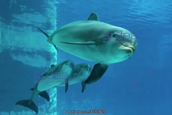 : Bottlenose Dolphin - underwater : Bottlenose Dolphin - underwater