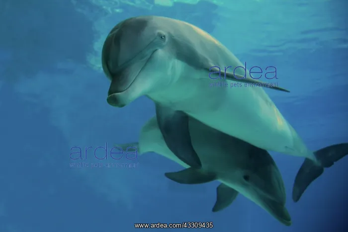 : Bottlenose Dolphin - underwater : Bottlenose Dolphin - underwater