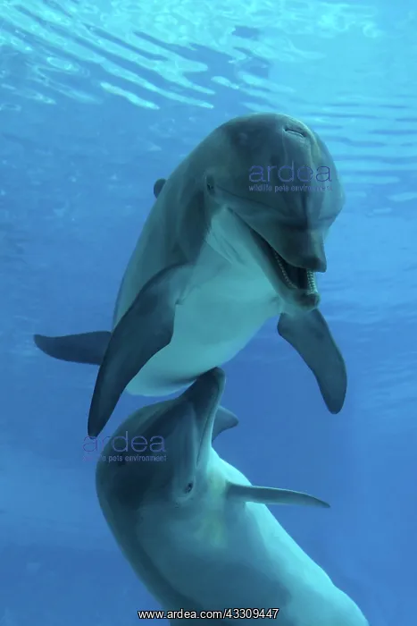 : Bottlenose Dolphin - underwater : Bottlenose Dolphin - underwater