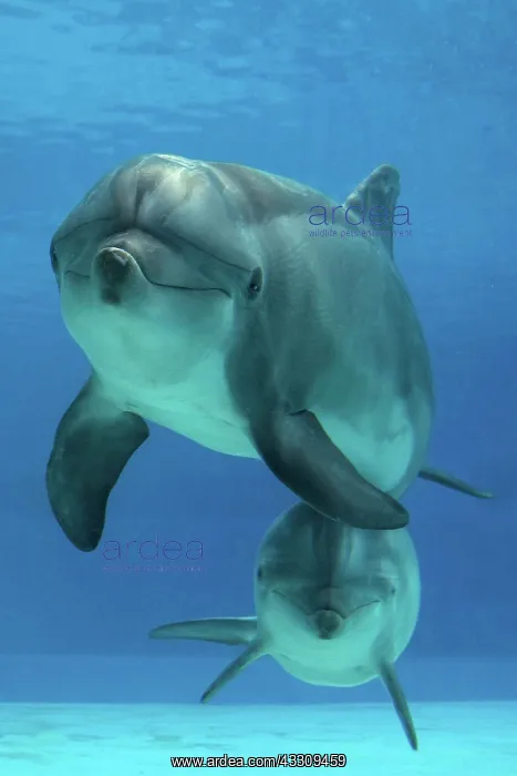  : Bottlenose Dolphin - underwater
