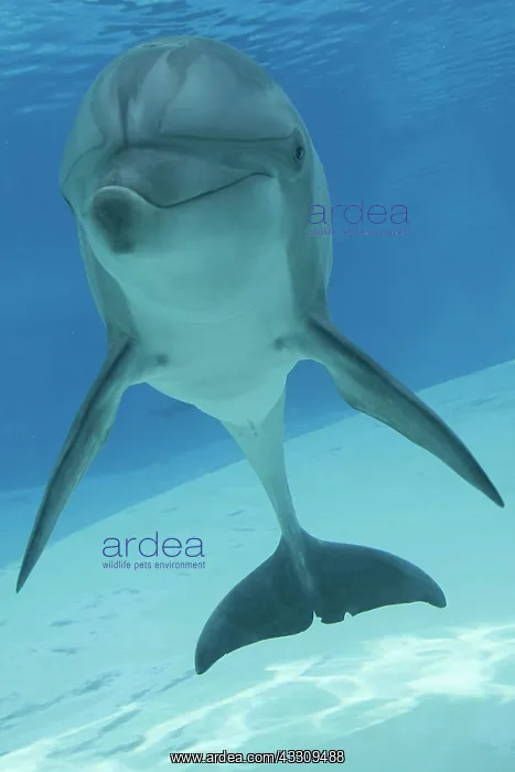 : Bottlenose Dolphin - underwater : Bottlenose Dolphin - underwater