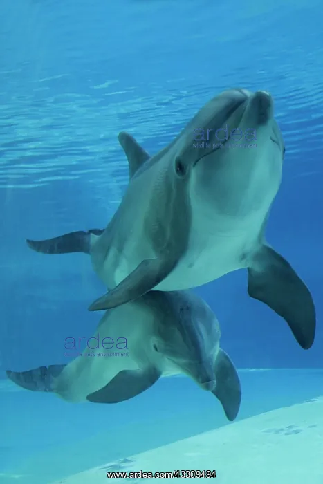 : Bottlenose Dolphin - underwater : Bottlenose Dolphin - underwater