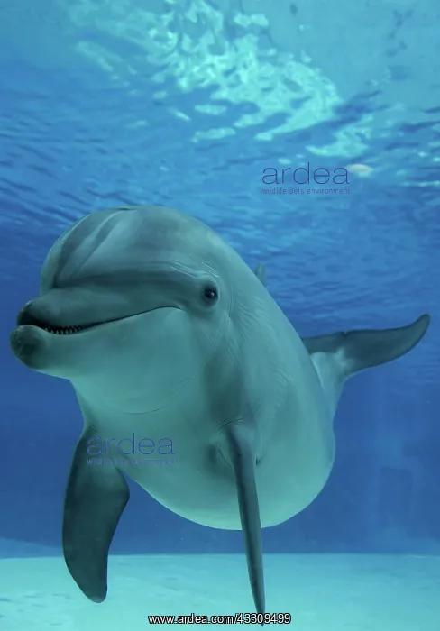 : Bottlenose Dolphin - underwater : Bottlenose Dolphin - underwater