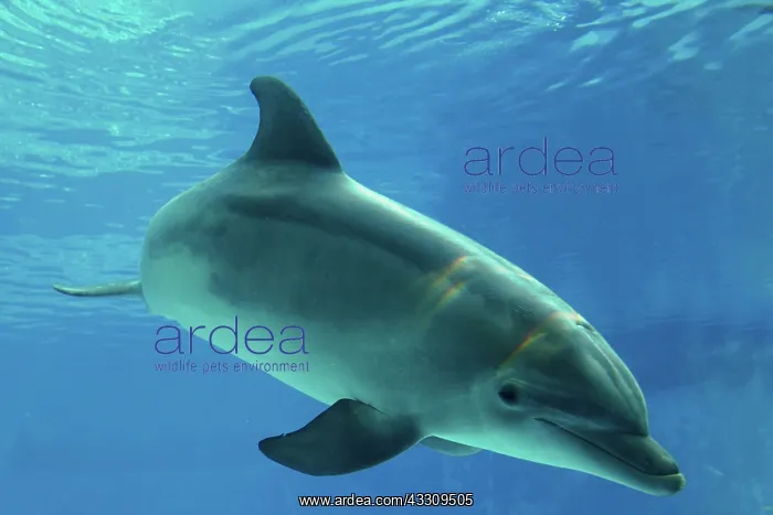: Bottlenose Dolphin - underwater : Bottlenose Dolphin - underwater