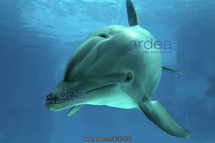 : Bottlenose Dolphin - underwater : Bottlenose Dolphin - underwater