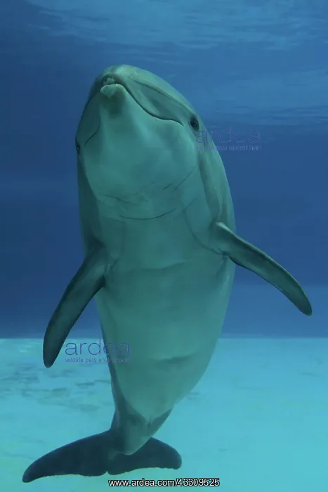 : Bottlenose Dolphin - underwater : Bottlenose Dolphin - underwater