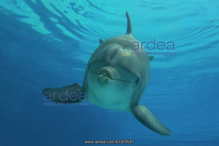 : Bottlenose Dolphin - underwater : Bottlenose Dolphin - underwater