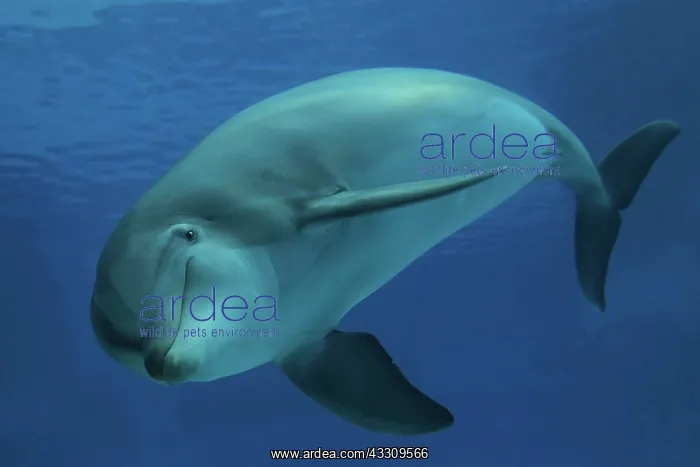 : Bottlenose Dolphin - underwater : Bottlenose Dolphin - underwater