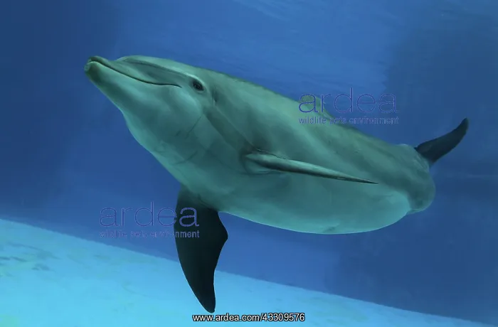 : Bottlenose Dolphin - underwater : Bottlenose Dolphin - underwater