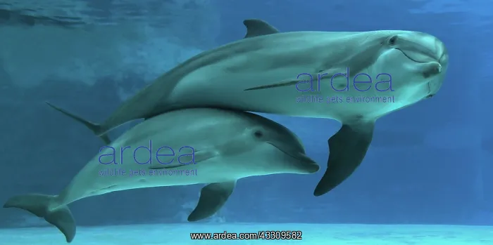 : Bottlenose Dolphin - underwater : Bottlenose Dolphin - underwater