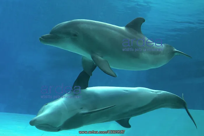 : Bottlenose Dolphin - underwater : Bottlenose Dolphin - underwater