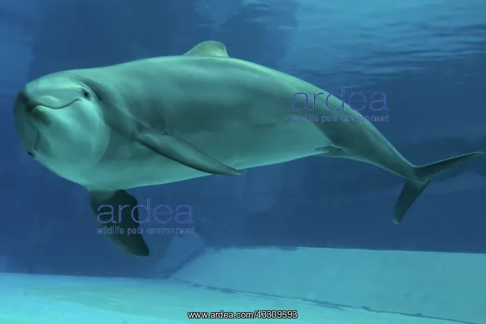 : Bottlenose Dolphin - underwater : Bottlenose Dolphin - underwater