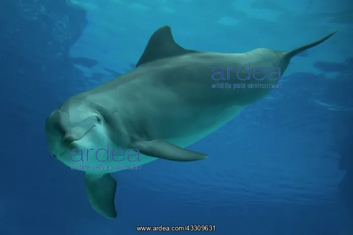 : Bottlenose Dolphin - underwater : Bottlenose Dolphin - underwater