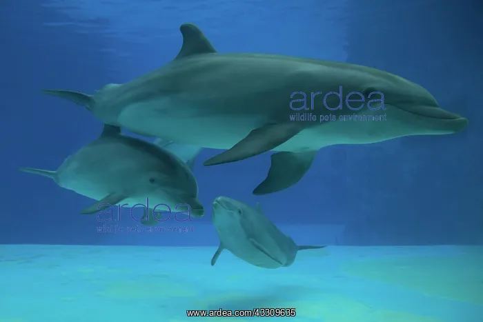 : Bottlenose Dolphin - underwater : Bottlenose Dolphin - underwater