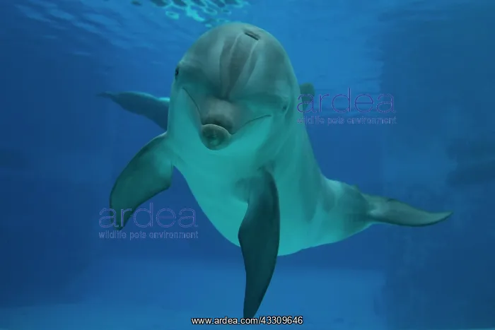 : Bottlenose Dolphin - underwater : Bottlenose Dolphin - underwater