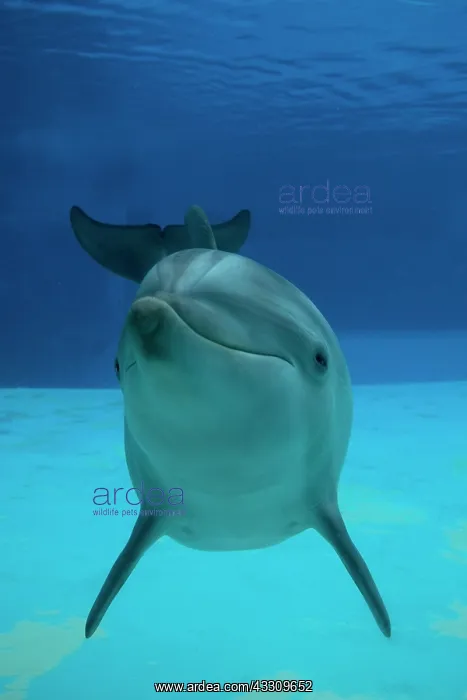 : Bottlenose Dolphin - underwater : Bottlenose Dolphin - underwater