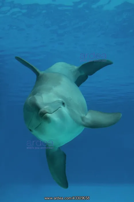 : Bottlenose Dolphin - underwater : Bottlenose Dolphin - underwater