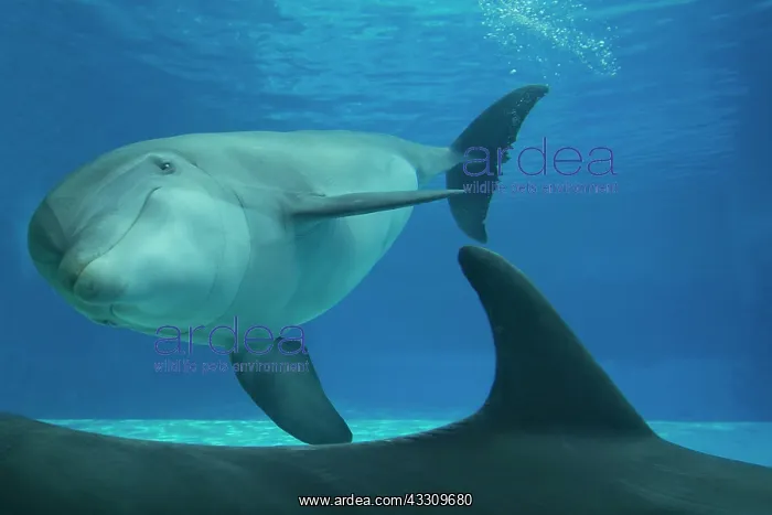 : Bottlenose Dolphin - underwater : Bottlenose Dolphin - underwater