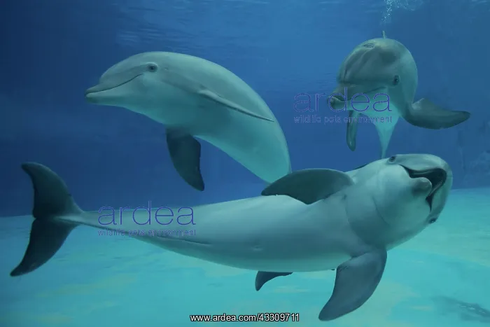 : Bottlenose Dolphin - underwater : Bottlenose Dolphin - underwater