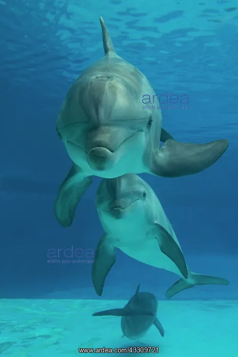 : Bottlenose Dolphin - underwater : Bottlenose Dolphin - underwater