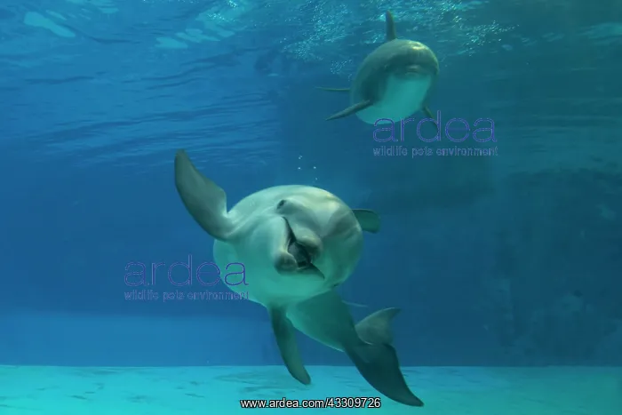 : Bottlenose Dolphin - underwater : Bottlenose Dolphin - underwater