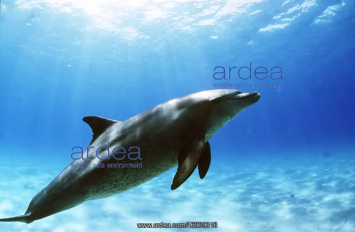 : Bottlenose Dolphin - underwater : Bottlenose Dolphin - underwater