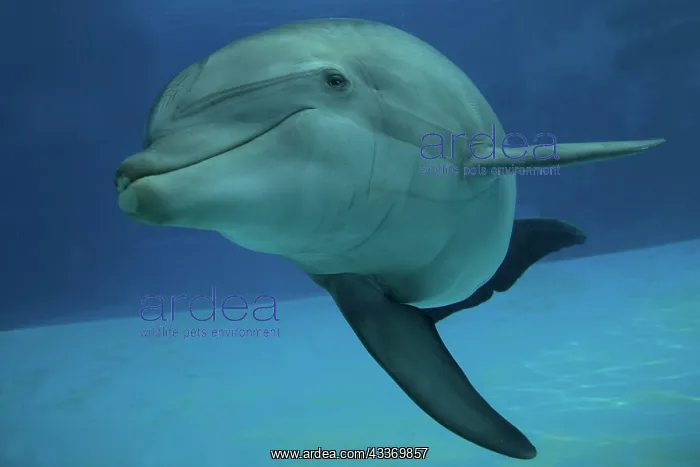 : Bottlenose Dolphin - underwater : Bottlenose Dolphin - underwater