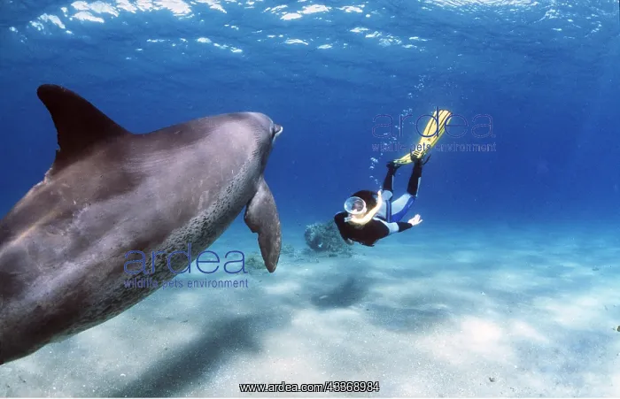 : Bottlenose DOLPHIN - underwater with snorkeller : Bottlenose DOLPHIN - underwater with snorkeller