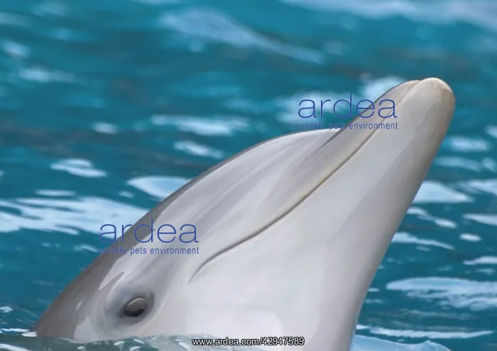 : Bottlenose dolphin - at water surface, close-up of face : Bottlenose dolphin - at water surface, close-up of face