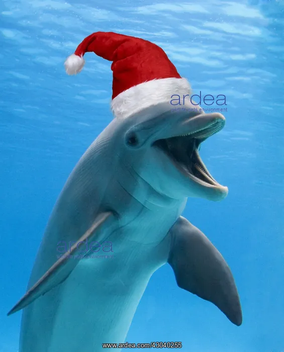 : Bottlenose dolphin wearing Christmas hat : Bottlenose dolphin wearing Christmas hat