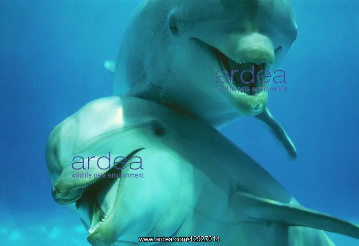 : Bottlenose DOLPHIN - x two close-up : Bottlenose DOLPHIN - x two close-up