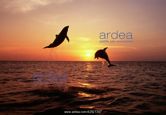 : Bottlenose DOLPHIN - x two, leaping with sun in background : Bottlenose DOLPHIN - x two, leaping with sun in background