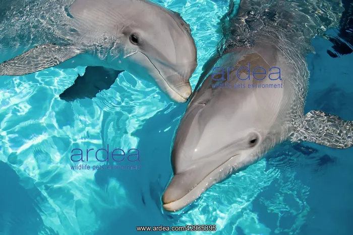 : Bottlenose Dolphins - 2 together : Bottlenose Dolphins - 2 together