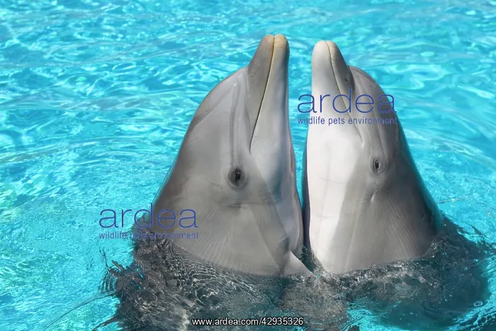 : Bottlenose dolphins - 2 together with noses out of the water : Bottlenose dolphins - 2 together with noses out of the water