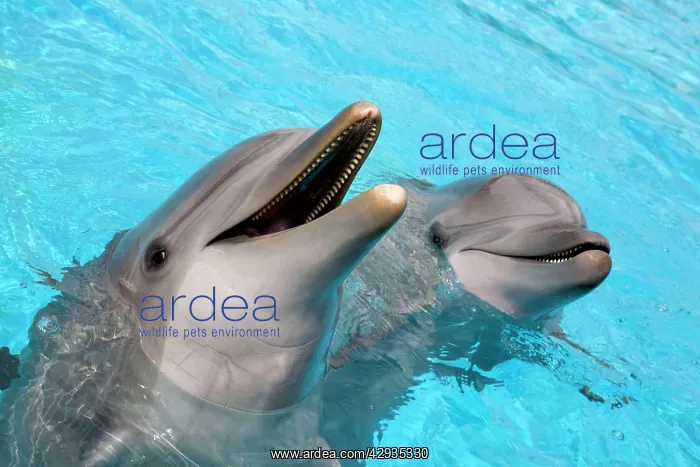 : Bottlenose dolphins - 2 together with noses out of the water : Bottlenose dolphins - 2 together with noses out of the water