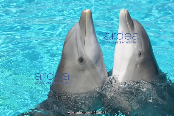 : Bottlenose dolphins - 2 together with noses out of the water : Bottlenose dolphins - 2 together with noses out of the water