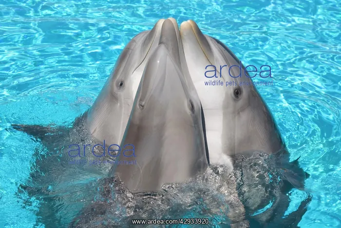 : Bottlenose dolphins - 3 together with noses out of the water : Bottlenose dolphins - 3 together with noses out of the water