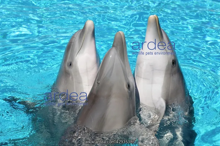 : Bottlenose Dolphins - 3 together with noses out of the water : Bottlenose Dolphins - 3 together with noses out of the water