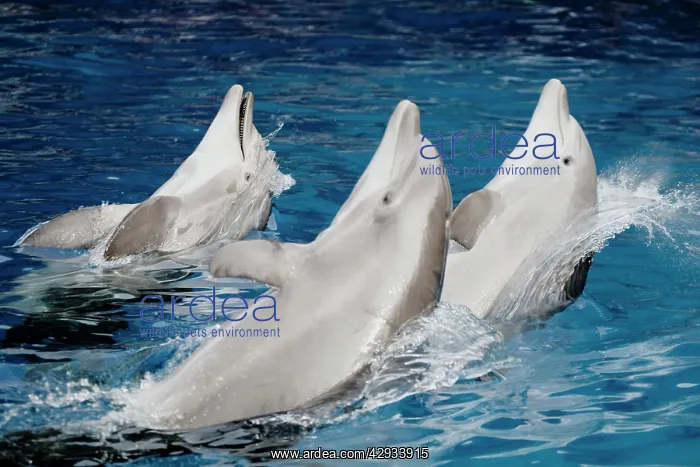  : Bottlenose dolphins - 3 together swimming backwards