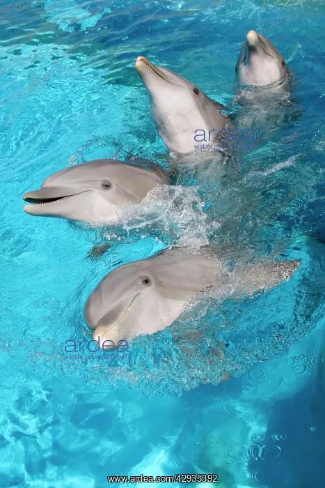 : Bottlenose Dolphins - 4 together with noses out of the water : Bottlenose Dolphins - 4 together with noses out of the water