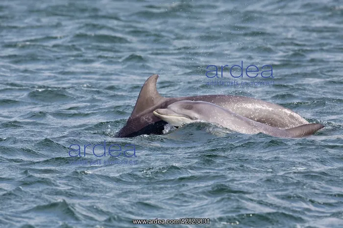 : Bottlenose Dolphins : Bottlenose Dolphins