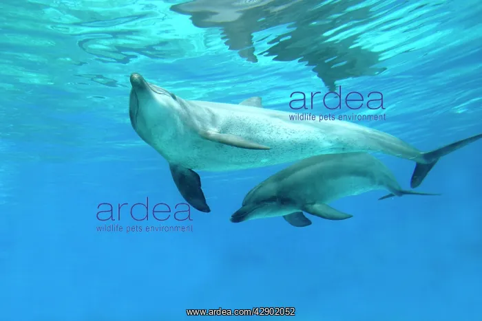 : Bottlenose Dolphins : Bottlenose Dolphins